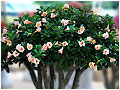 Rosy Adenium